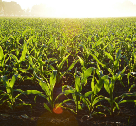 Corn In The Field About Knee High